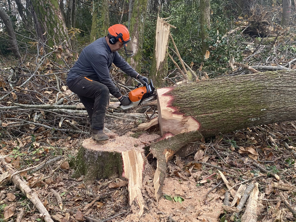 abattage arbre Forêt Occitanie 31