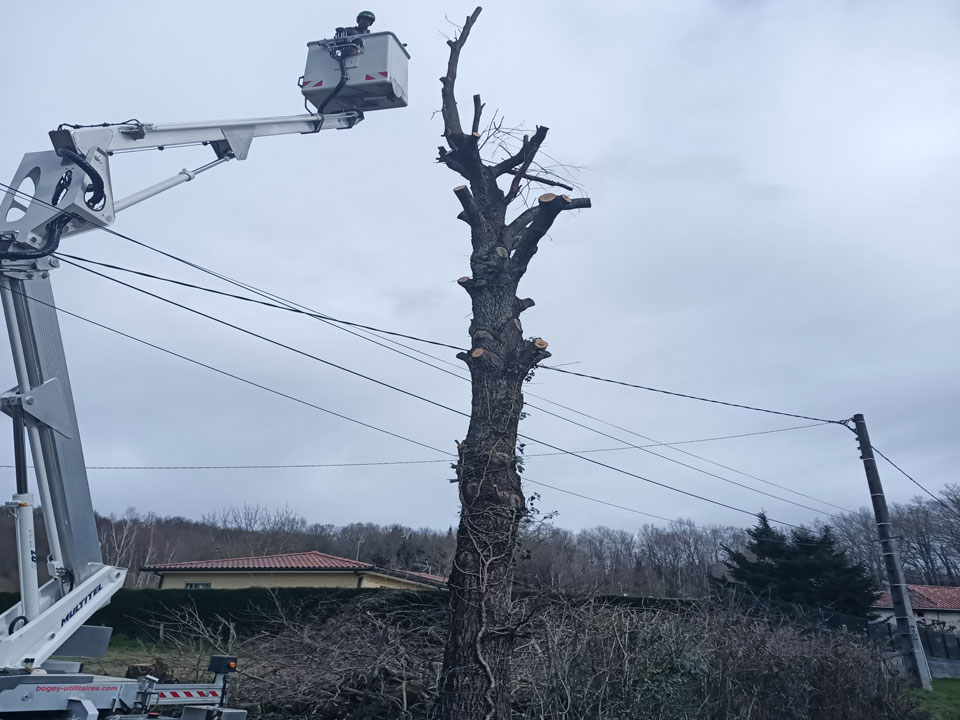 élagage arbre exploitation forestière 31 Occitanie